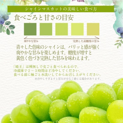 【発送月固定定期便】先行予約 9月10月 2回定期便 シャインマスカット晴王 1房 約600g全2回