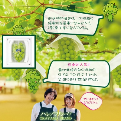 【発送月固定定期便】先行予約 9月10月 木熟ぶどう シャインマスカット晴王 1房 約700g全2回