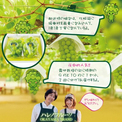 【発送月固定定期便】先行予約 9月10月 木熟ぶどう シャインマスカット晴王 2房約1.4kg全2回