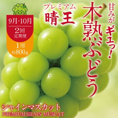 【発送月固定定期便】9月10月 木熟ぶどう プレミアムシャインマスカット晴王 1房 約800g全2回