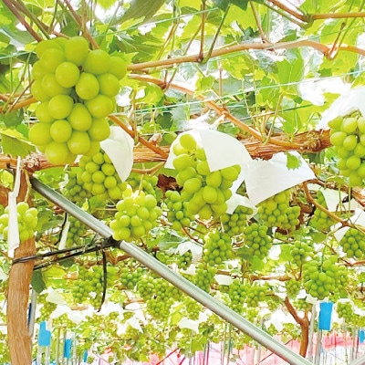 シャインマスカット晴王　1房　約700g　岡山県産　7-8月が旬のハウス栽培