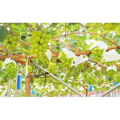 先行予約　シャインマスカット晴王　1房　約600g　7月～8月発送　岡山県産　温室栽培