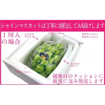 先行予約　シャインマスカット晴王　1房　約600g　9月～10月発送　岡山県産　露地栽培