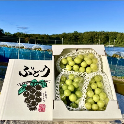 【2025年10月より発送】訳ありシャインマスカット 2~4房 1.5kg ご家庭用