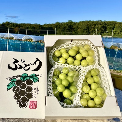 【2026年先行予約】【訳あり】NISSHOKU FARM ご家庭用シャインマスカット 約1.0kg