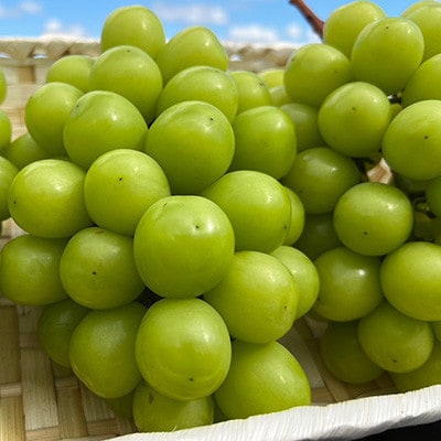 【発送月固定定期便】10月～12月 大粒ぶどうの詰め合わせ全3回