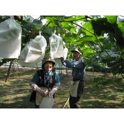岡山県産　ご家庭用 ニュー ピオーネ 合計2kg以上