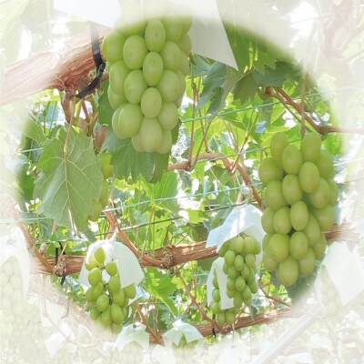 [HS]ぶどう2026年先行予約9月～10月発送シャインマスカット晴王2房(合計約1.3kg)