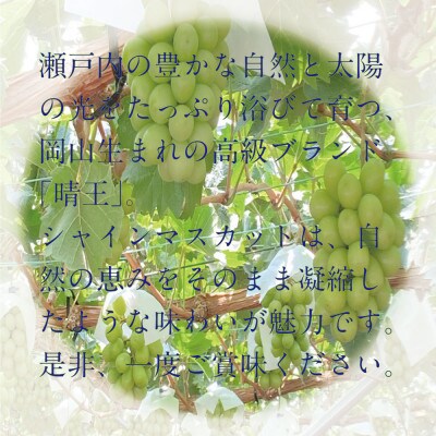 [HS]ぶどう2026年先行予約9月～10月発送シャインマスカット晴王2k箱(3～5房)