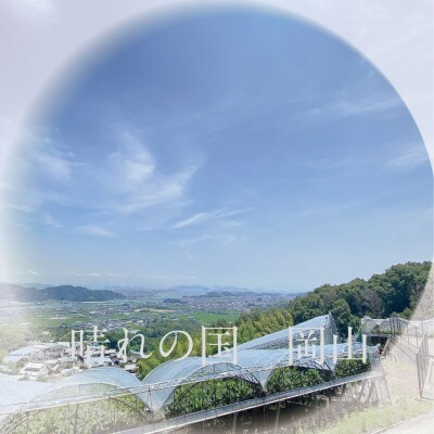 [HS]ぶどう2026年先行予約9月～10月発送シャインマスカット晴王2k箱(3～5房)
