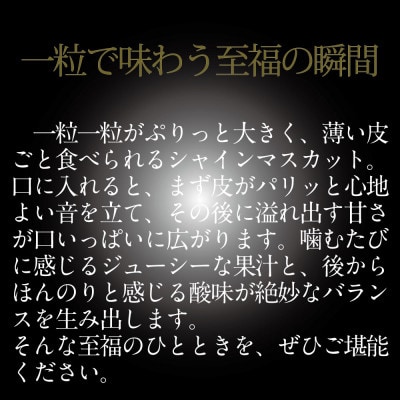 【発送月固定定期便】[HS]7月・8月発送 温室晴王2房約1.2kg全2回