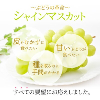 2025年発送 岡山産 シャインマスカット 晴王 5～9房入り 合計約5kg 大粒 種無し