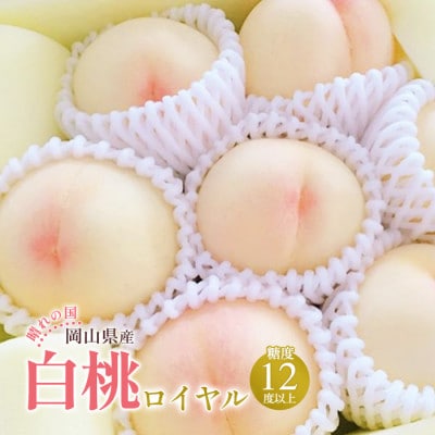 2025年発送  岡山産 白桃 ロイヤル 約2kg 5～7玉入り