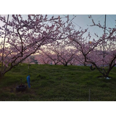 【2026年発送】岡山 白桃 2玉 雅桃園(贈答用)