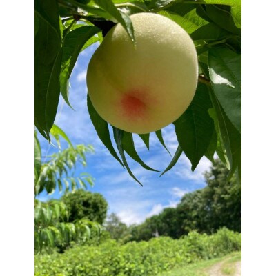 【2026年発送】岡山 白桃 1.5kg前後(4～6玉) 雅桃園 (贈答用)