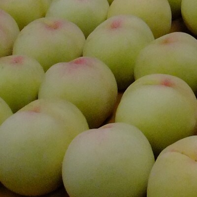 【花田青果】先行受付　白桃 約2kg　晩生