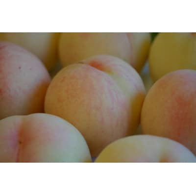 【花田青果】先行受付　白桃 約3.8kg　晩生