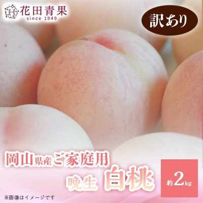 【花田青果】先行受付　ご家庭用白桃 約2kg　晩生