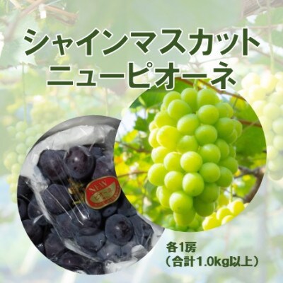 2026年発送【完熟朝採り】訳あり シャインマスカット&ニューピオーネ 各1房