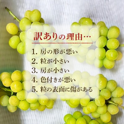 2026年発送【完熟朝採り】訳あり シャインマスカット 2.0kg以上