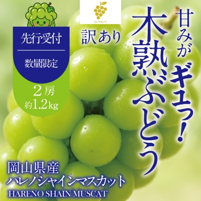 先行予約 訳あり 木熟ぶどう ハレノシャイン シャインマスカット2房約1.2kg 10月～11月発送