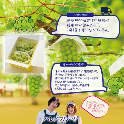 先行予約 訳あり 木熟ぶどう ハレノシャイン シャインマスカット2房約1.2kg 10月～11月発送