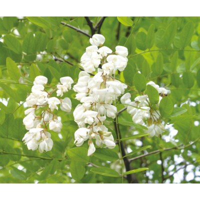 【国産はちみつ】アカシア(300g×3本)