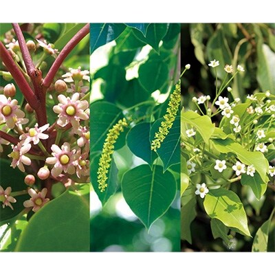 2022年6月発送開始『定期便』【国産はちみつ】百花(300g×3本)全6回