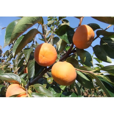 マル糸の富有柿Lサイズ(14個入)【化粧箱入り】