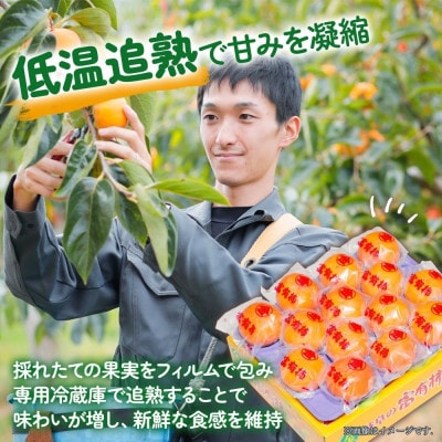 丸金青果　富有柿Mサイズ(16個入)低温追熟【甘みがきわだつ、低温追熟した富有柿をお届け!】
