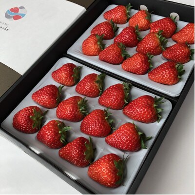 【数量限定】特大サイズのしあわせ苺(紅ほっぺ)×2パック