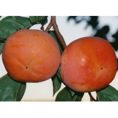加藤果樹園の富有柿 2Lサイズ (12個入)