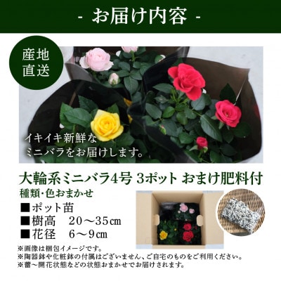 おまかせ 大輪系 ミニバラ 4号3鉢 詰め合わせ 肥料付き 訳あり 家庭用 四季咲き