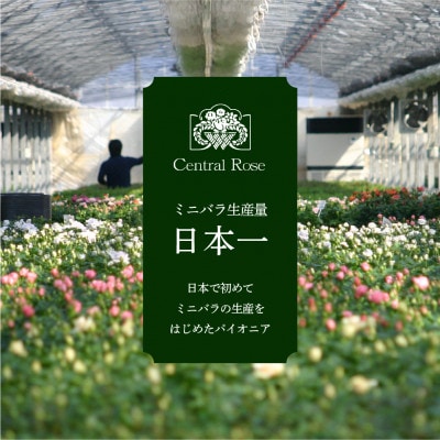 おまかせ 大輪系 ミニバラ 4号3鉢 詰め合わせ 肥料付き 訳あり 家庭用 四季咲き