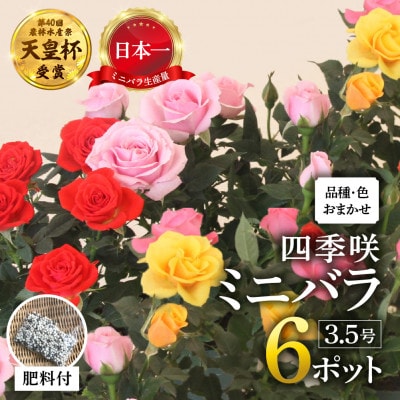 おまかせ ミニバラ 3.5号 6鉢 詰め合わせ 肥料付き  訳あり 家庭用 バラ 花 四季咲き