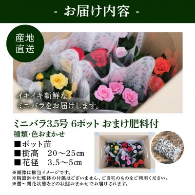 おまかせ ミニバラ 3.5号 6鉢 詰め合わせ 肥料付き  訳あり 家庭用 バラ 花 四季咲き