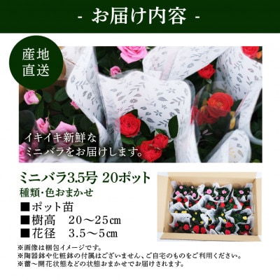 おまかせ ミニバラ 3.5号 20鉢 詰め合わせ 肥料付き 訳あり 家庭用 バラ 花 四季咲き