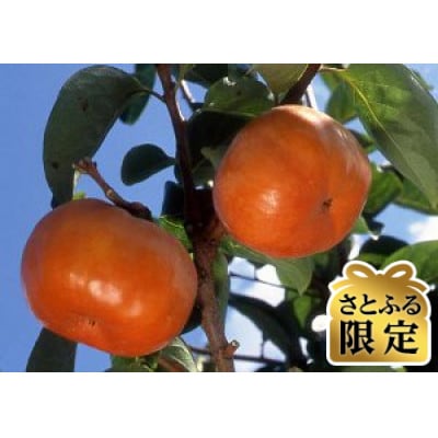 【さとふる限定】早秋柿 3Lサイズ 10個入り くどみフルーツ農園