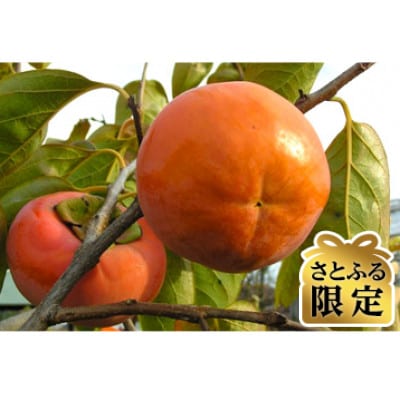 【さとふる限定】富有柿 3Lサイズ 10個入り くどみフルーツ農園