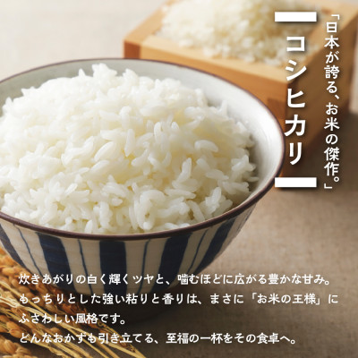 【新米先行受付】令和8年産 コシヒカリ 5kg 玄米