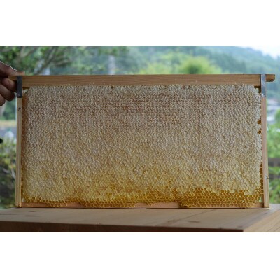 国産純粋はちみつ900g(300g×3)