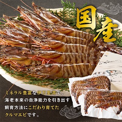 伊万里産　お刺身用冷凍ジャンボ車海老