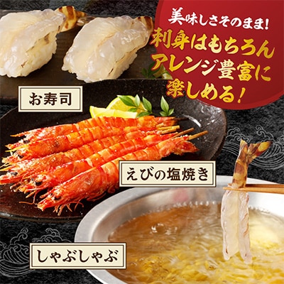 伊万里産　お刺身用冷凍ジャンボ車海老