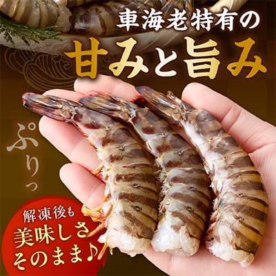 伊万里産【無頭】冷凍車海老(加熱用)250g×2pc