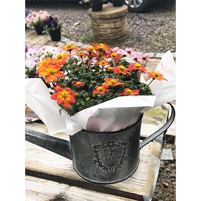 ブリキ缶入り季節のお花