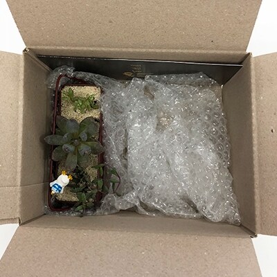 あなたのお部屋に癒しをそえる多肉植物　1個