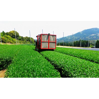 平島さんの伊万里深むし緑茶