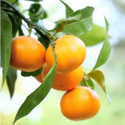 佐賀県産 さが美人5kg(伊万里市)
