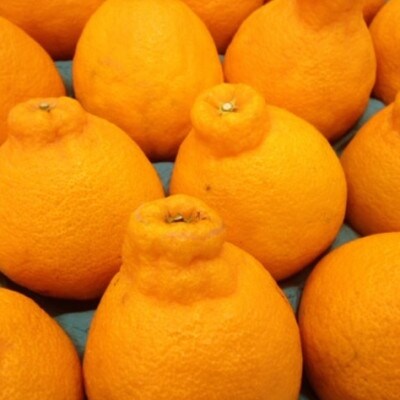 佐賀県産 不知火 約5kg (伊万里市)