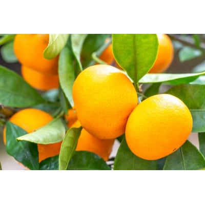 佐賀県産 あんみつ姫 約5kg (伊万里市)